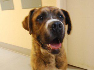 Falafel the Mastiff, available at Second Chance Humane Society. HeidiTown.com