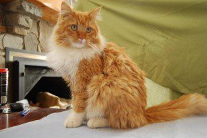 Houdini the cat, available at Second Chance Humane Society. HeidiTown.com