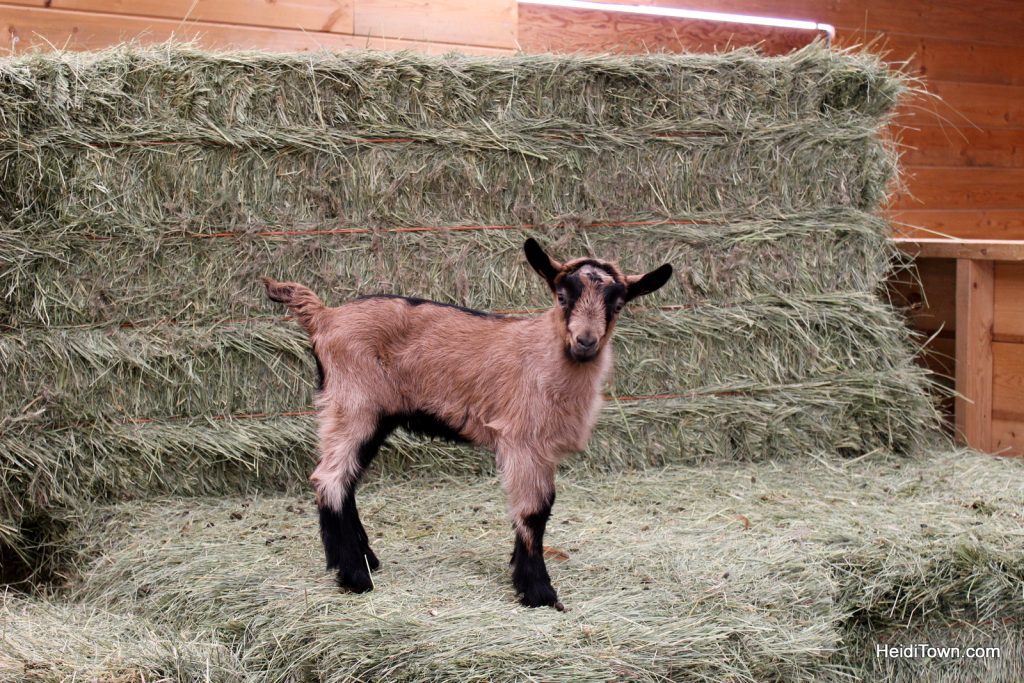 Mountain Goat Lodge. Baby Goat, spring 2015. HeidiTown.com
