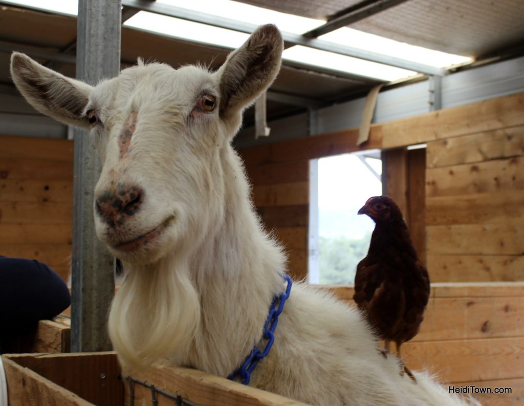 This is a chicken standing on a goat at the Mountain Goat Lodge. HeidiTown.com