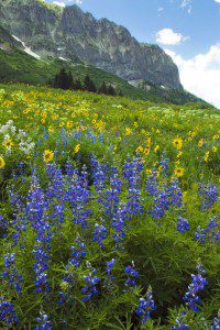 Crested Butte Wildflower Festival. Gothic Mountain photo by Doug Beezley