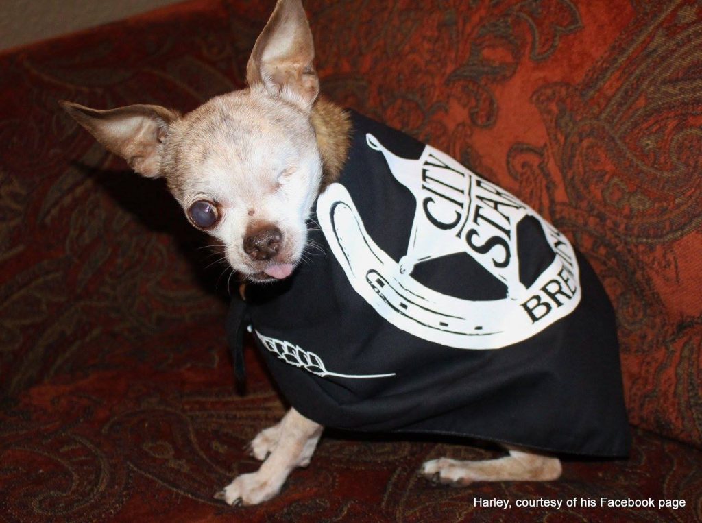 Harley, the name sake of Hops & Harley in Berthoud, Colorado. HeidiTown Gives Back