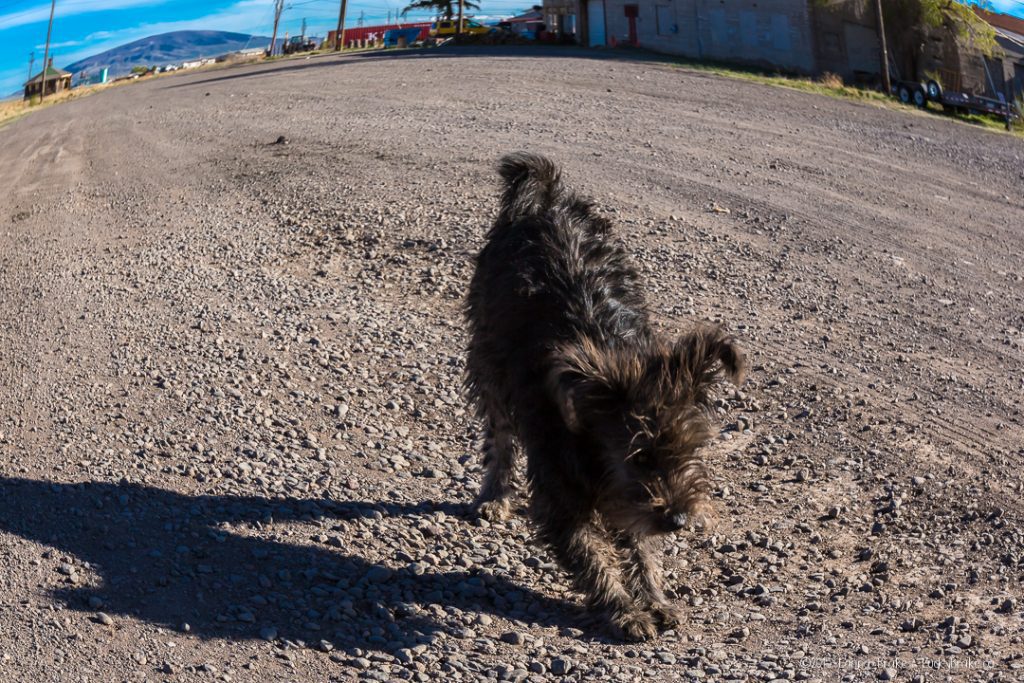 Our dog tour guide in Antonito, Colorado. Photography by Alanna Brake, Lucky Brake, Ltd. HeidiTown.com