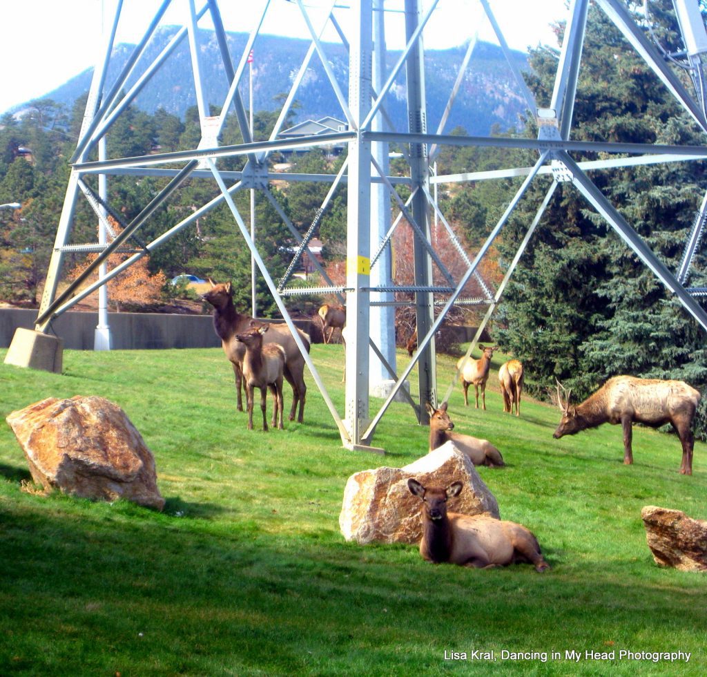 Elk in Estes Park, Colorado.