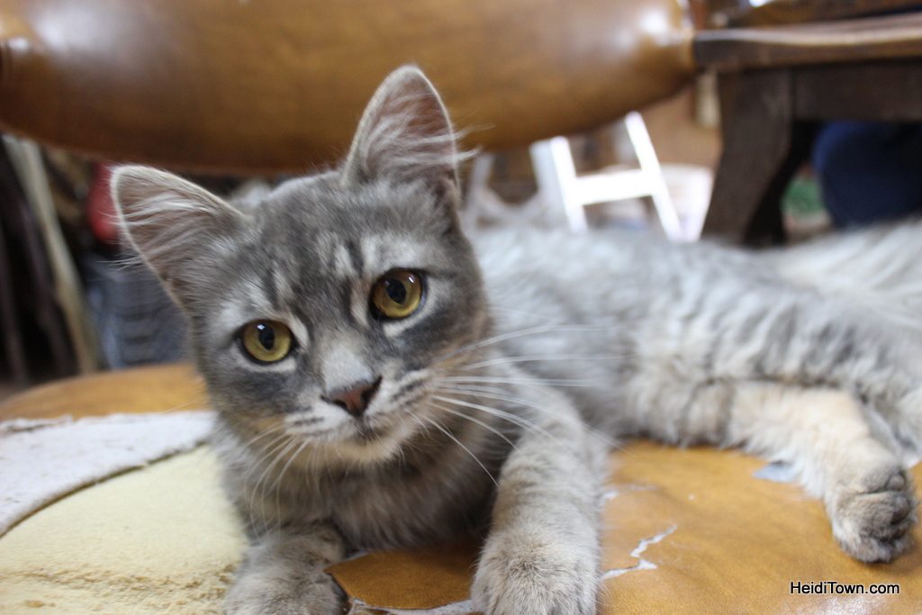 Buddy, the barn cat at Latigo Ranch in Kremmling, Colorado. HeidiTown.com