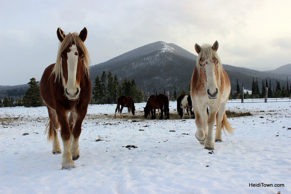 Claire & Belle, a team of draft horses at Sombrero Stables at Snow Mountain Ranch. HeidiTown.com