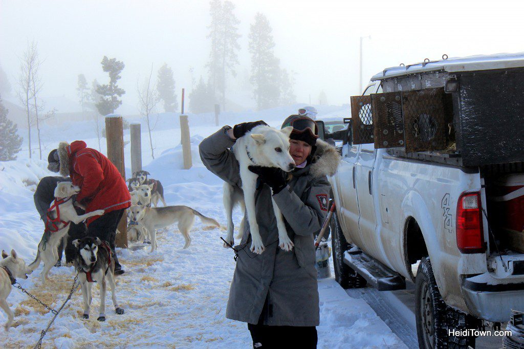 Dog Sledding at Snow Mountain Ranch. Getting the dogs ready to go. HeidiTown.com
