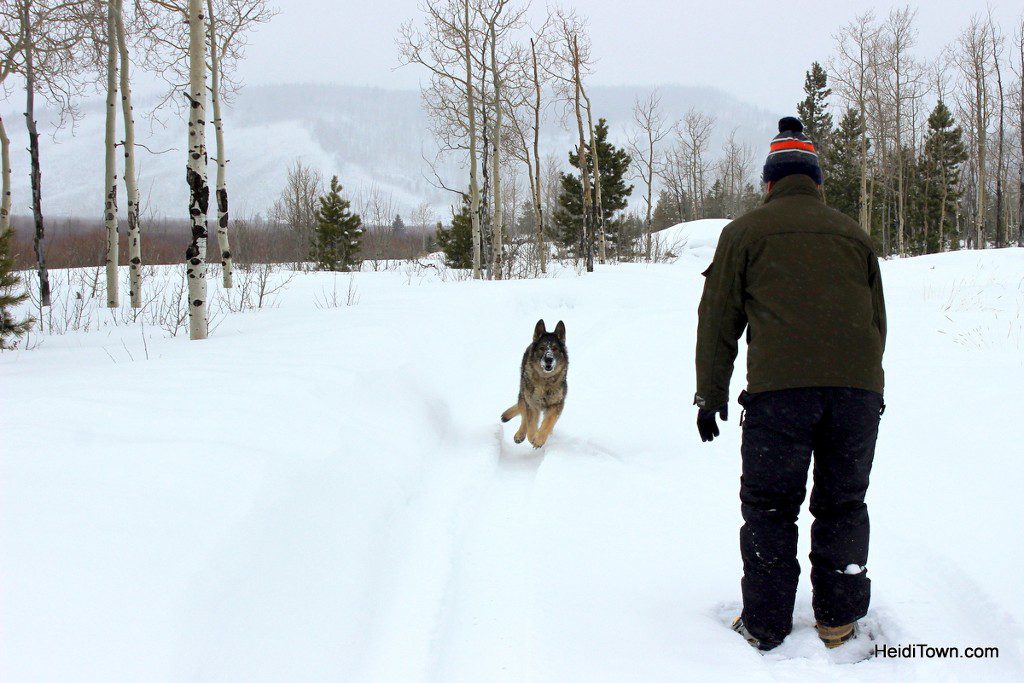 The yurt life is the life for me. A very happy dog at this dog-friendly yurt in Northern Colorado. HeidiTown.com