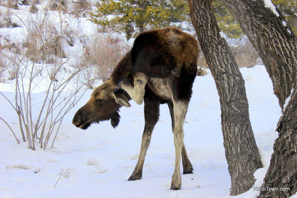 Enjoy Moose Neighbors with a Moving Mountains Vacation Home. Moose in Steamboat Springs 2. HeidiTown.com