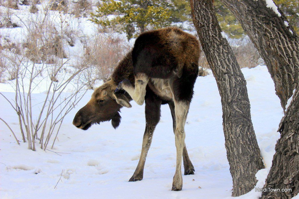 Enjoy Moose Neighbors with a Moving Mountains Vacation Home. Moose in Steamboat Springs 2. HeidiTown.com