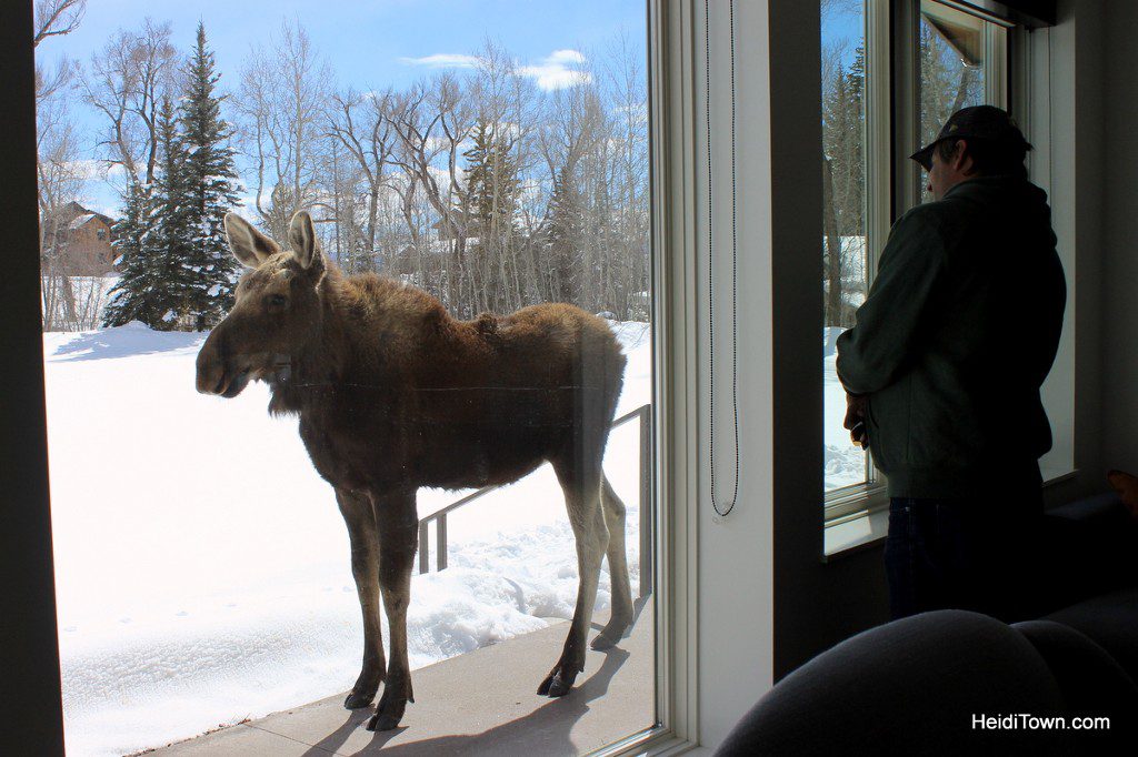 Enjoy Moose Neighbors with a Moving Mountains Vacation Home. Moose in Steamboat Springs. HeidiTown.com