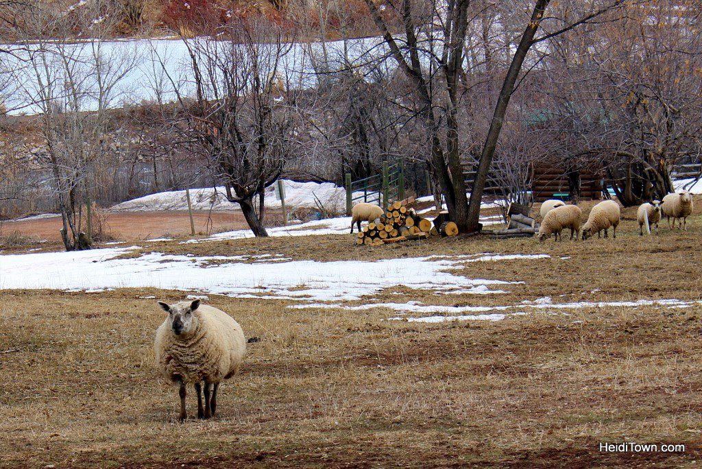 Experience the Magic of Avalanche Ranch. A sheep comes running to great me. HeidiTown.com