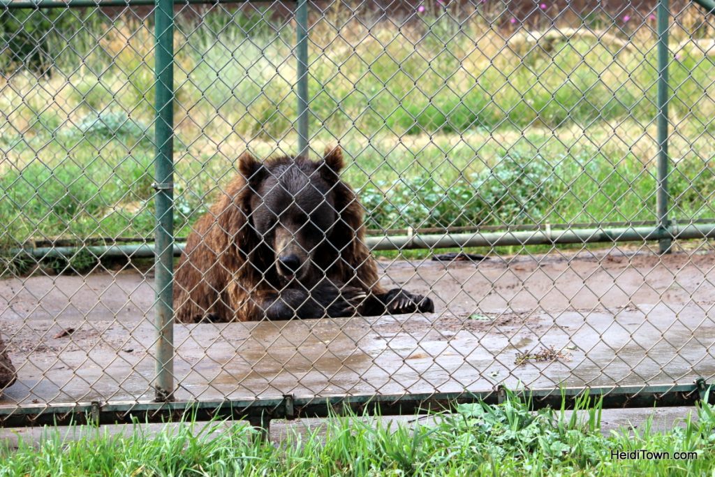 Five Things To Do In Pagosa Springs This Summer. meet princess the grizzly. HeidiTown.com