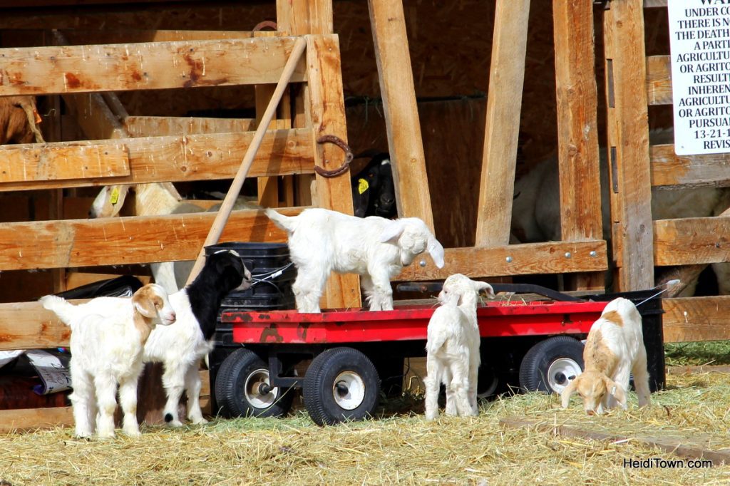 How to take a vacation in your own town. Visit a Farm, Horse & Hen, Hayden, CO. HeidiTown.com