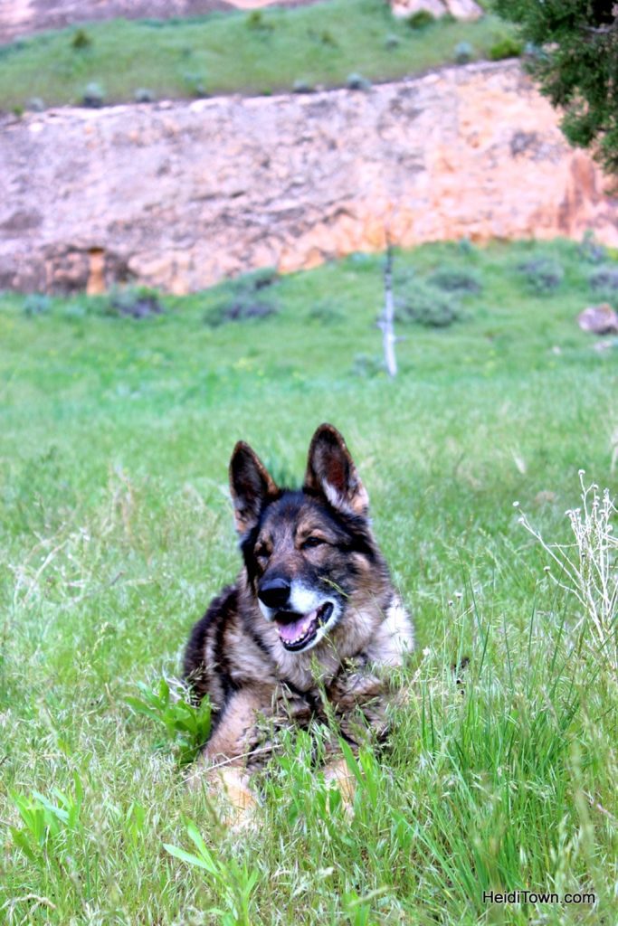 Camping at Echo Park in Dinosaur National Monument. A very happy German Shepherd. HeidiTown.com