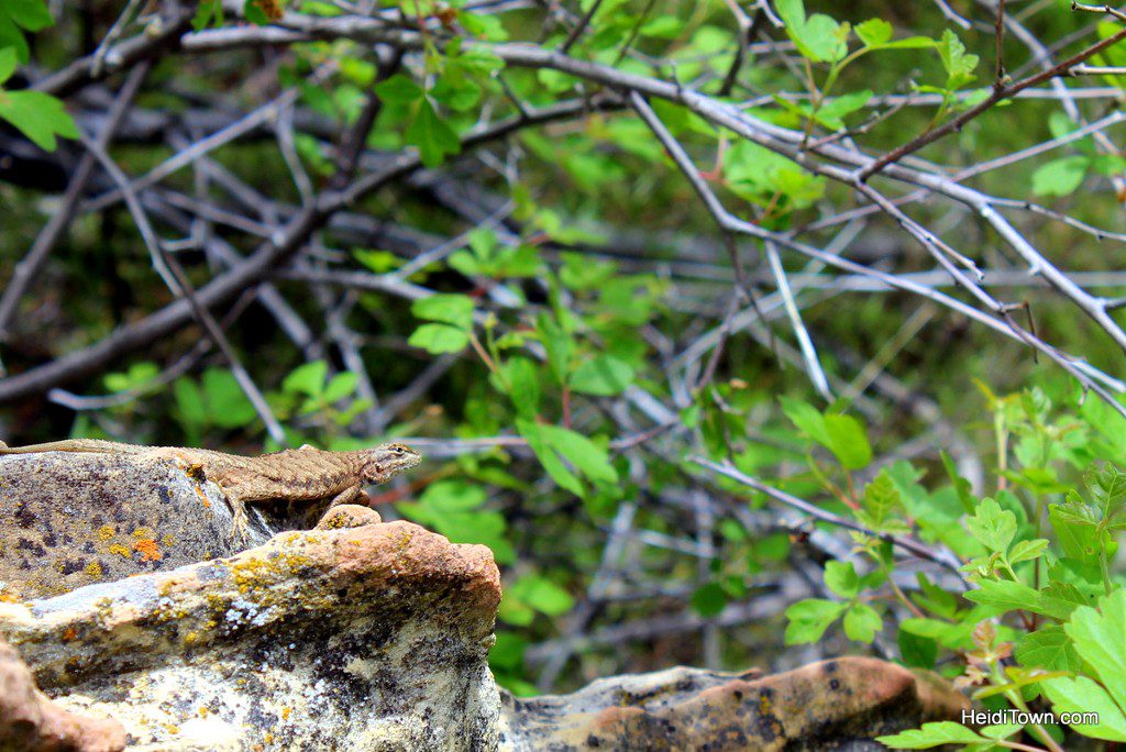 Camping at Echo Park in Dinosaur National Park. Lizard photo. HeidiTown.com