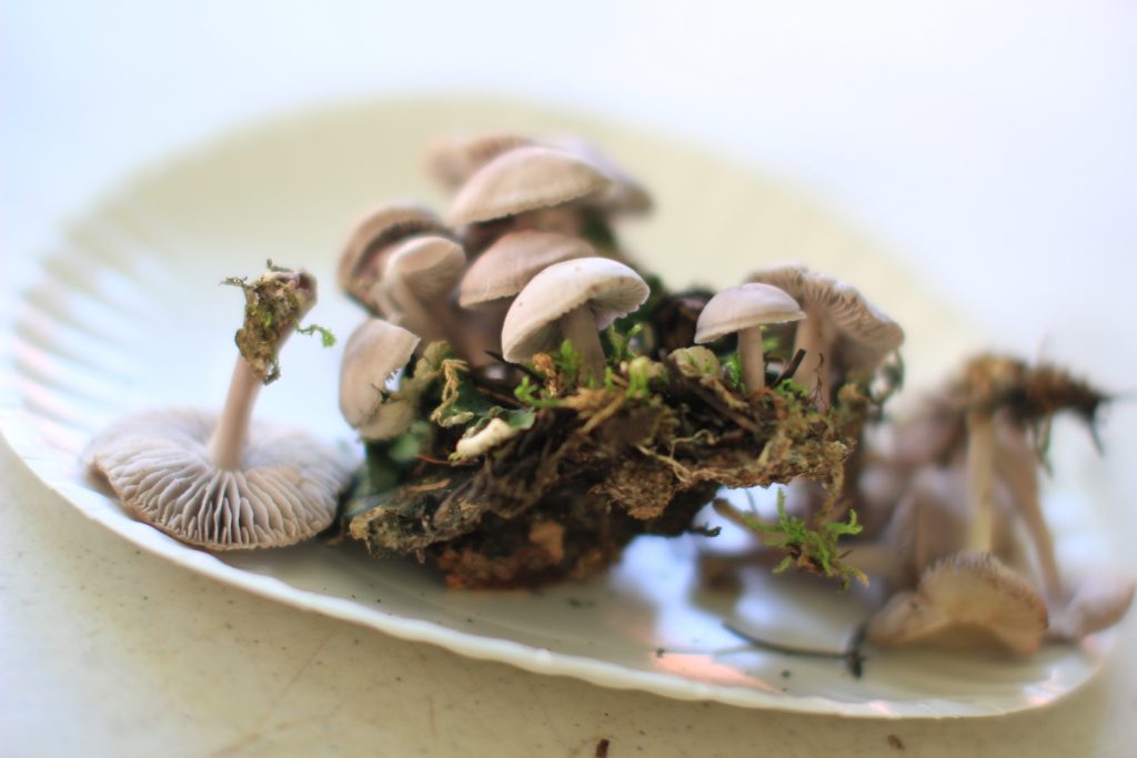 Telluride Mushroom Festival, Michelle Ellis Photography
