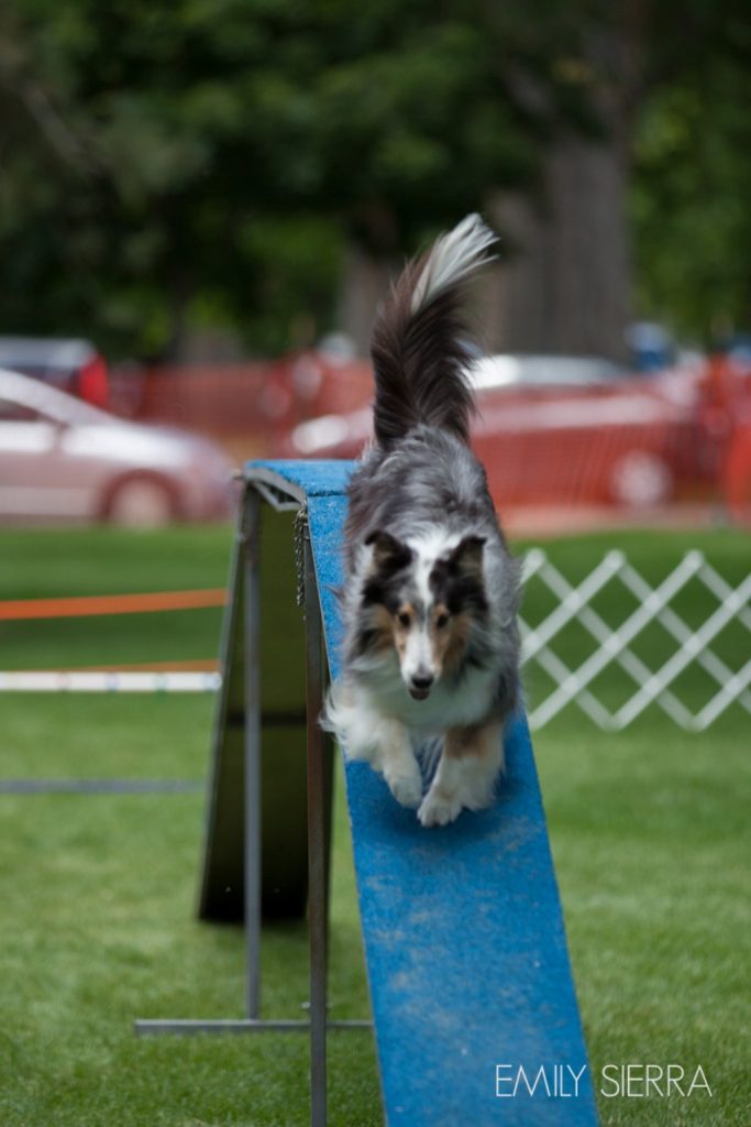 Featured Festival Hops & Harley photo by Emily Sierra - dog agility