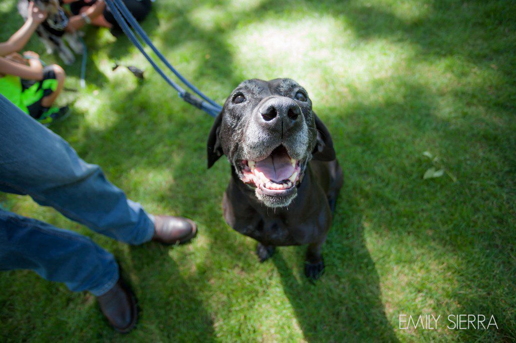 Featured Festival Hops & Harley photo by Emily Sierra - random dog