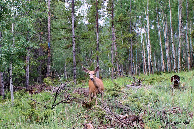 A Snow Mountain Ranch Summer to-do list. Wildlife watching. HeidiTown.com