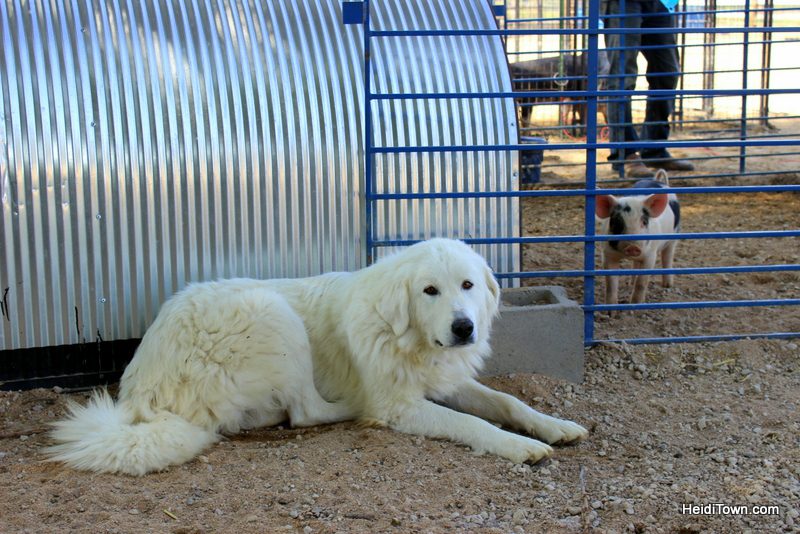 Guard dog at SkyPilot Farm & Creamery. Watching over piglets. HeidiTown.com