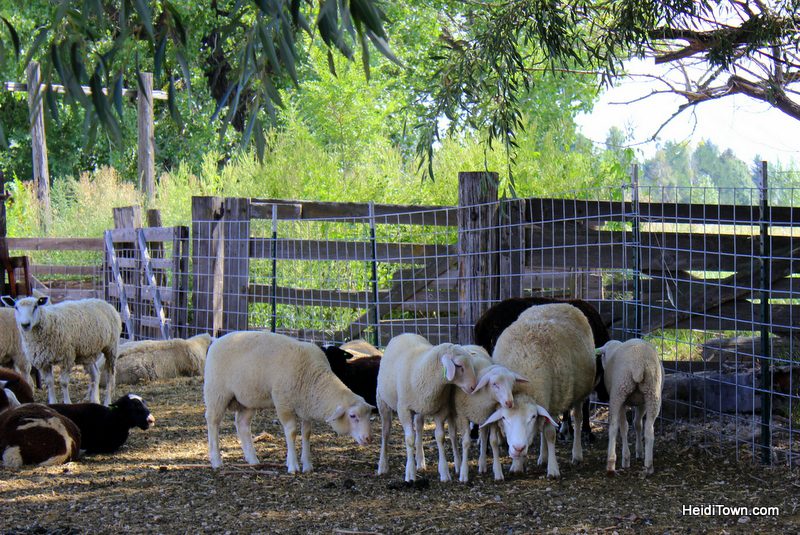 Sheep in the shade at SkyPilot Farm & Creamery. HeidiTown.com