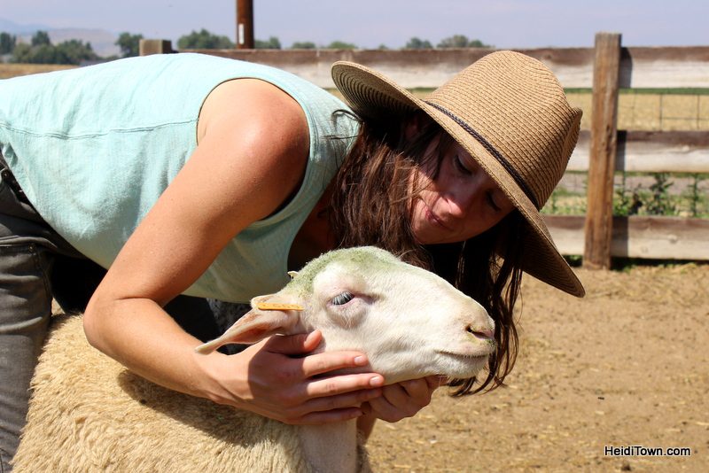 SkyPilot Farm & Creamery, Chloe & Heidi the Sheep. HeidiTown.com