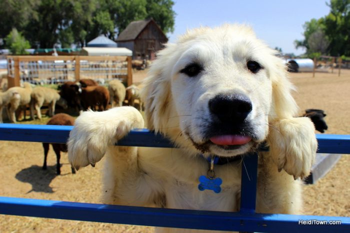 SkyPilot Farm & Creamery. Guard dog in training. HeidiTown.com