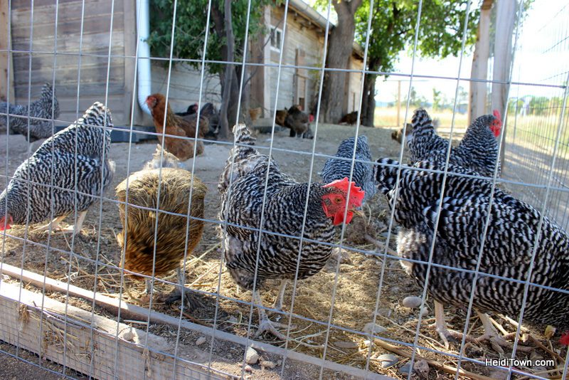 Getting Foodie in Fort Collins at Jessup Farm Artisan Village (1) HeidiTown