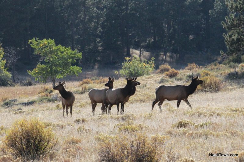 44-days-of-fall-in-colorado-elk-near-estes-park-colorado-heiditown-com