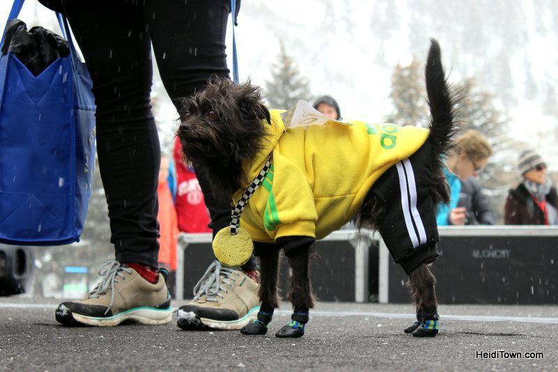 Surprise! You Can Afford to Shop in Aspen, Colorado. Canine Fashion Show at Winterskol. HeidiTown.com