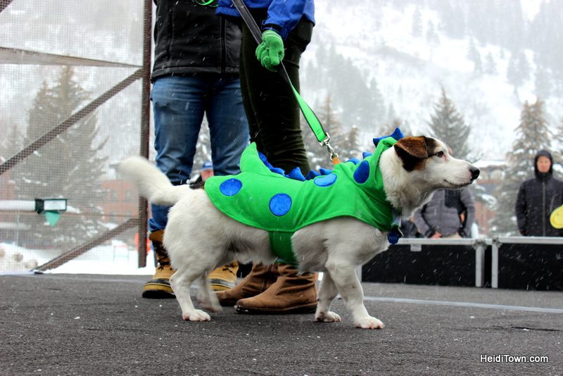 Surprise! You Can Afford to Shop in Aspen, Colorado. Canine Fashion Show at Winterskol. This is Petey. HeidiTown.com