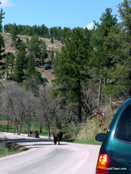 14 Anniversary Trip. Custer State Park in South Dakota. HeidiTown.com