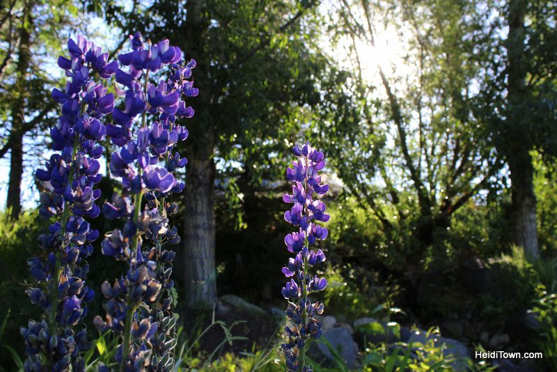 Six Reasons to Visit Steamboat Springs, flower gardens outside of Strings. HeidiTown.com