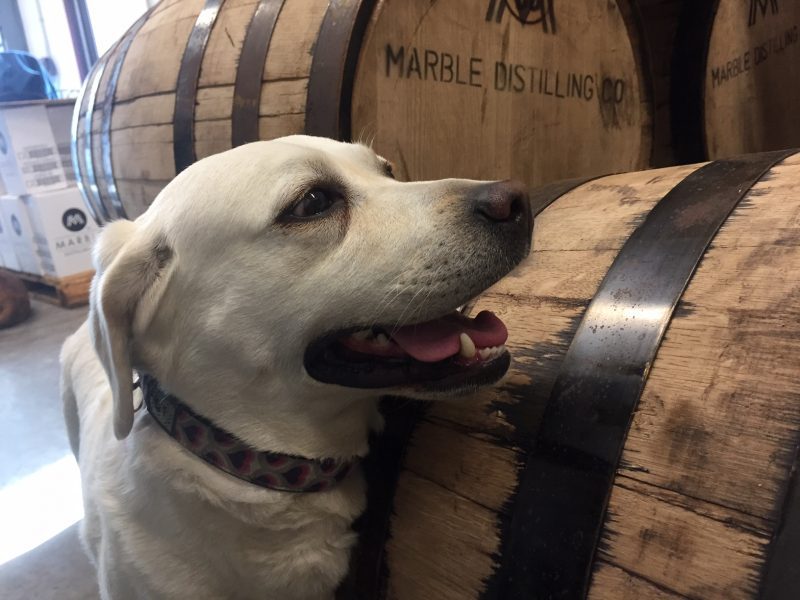 Dog-Friendly Hotels in Your Favorite Colorado Destinations The Distillery Inn Whiskey Girl