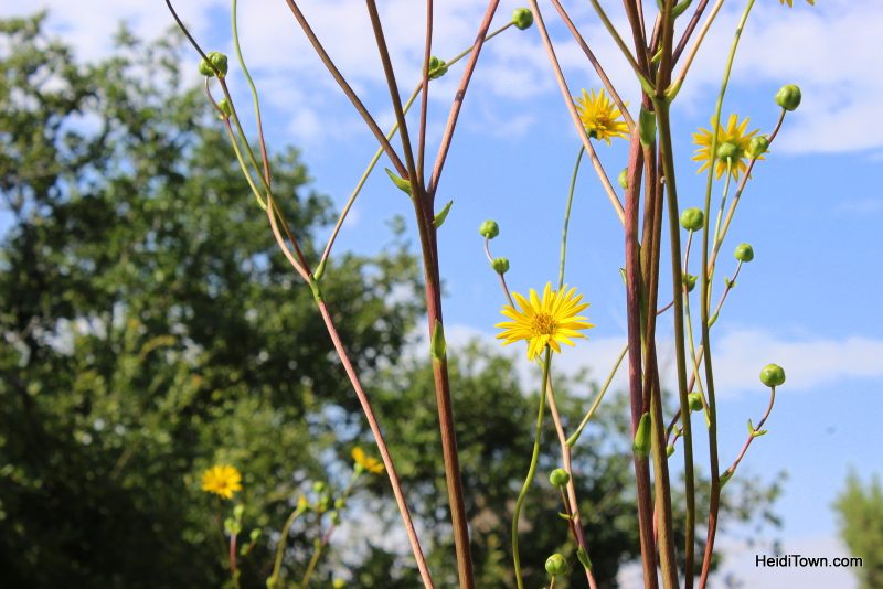 Shooting All the Flowers at Denver Botanic Gardens (11)