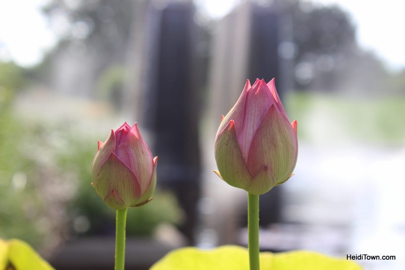 Shooting All the Flowers at Denver Botanic Gardens (14)