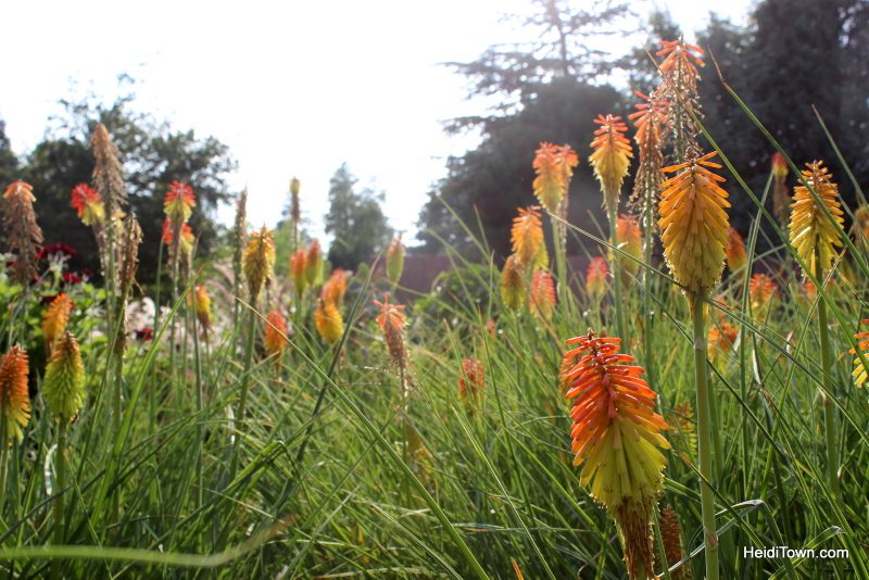 Shooting All the Flowers at Denver Botanic Gardens (20)