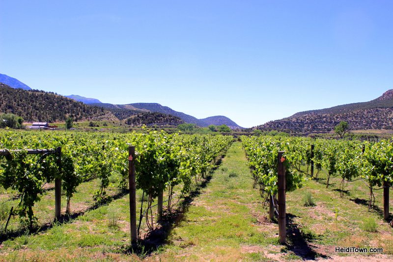 Take Road G to Wine Paradise, Guy Drew Vineyards 0