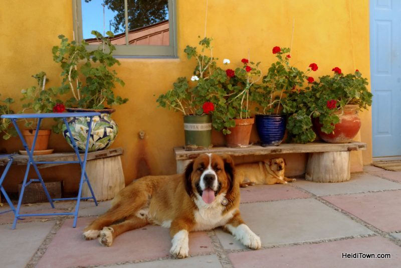 Take Road G to Wine Paradise, dogs at Sutcliffe