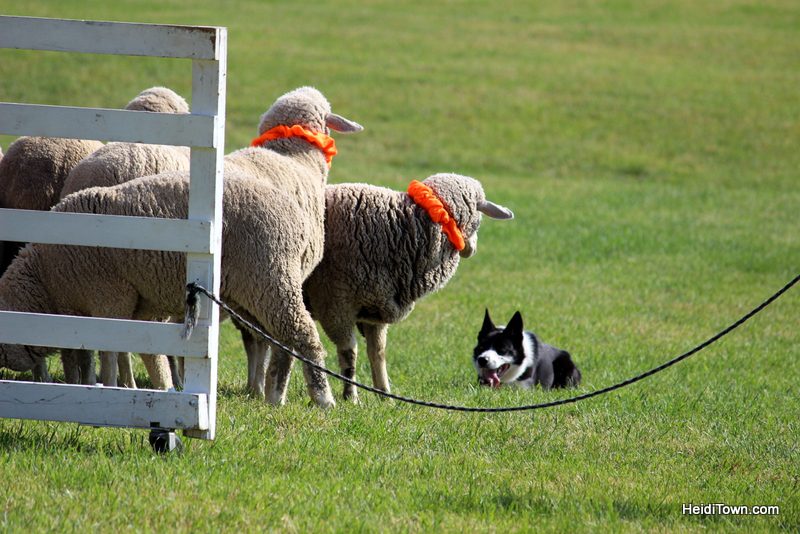 Dogs, Sheep & Meat Pies at the Meeker Sheepdog Trials (1)