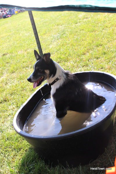 Dogs, Sheep & Meat Pies at the Meeker Sheepdog Trials (4)