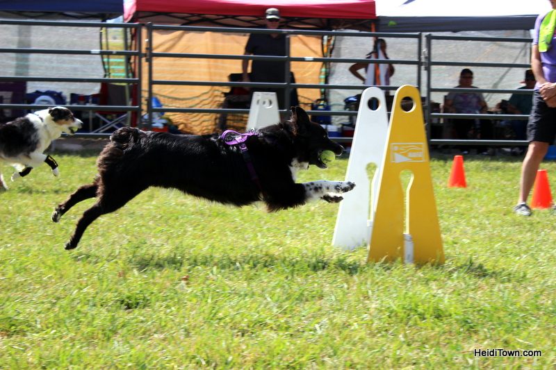 Dogs, Sheep & Meat Pies at the Meeker Sheepdog Trials (5)