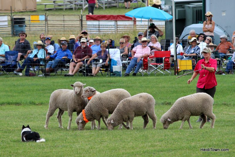 Dogs, Sheep & Meat Pies at the Meeker Sheepdog Trials (7)