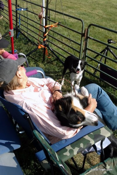 Dogs, Sheep & Meat Pies at the Meeker Sheepdog Trials (8)