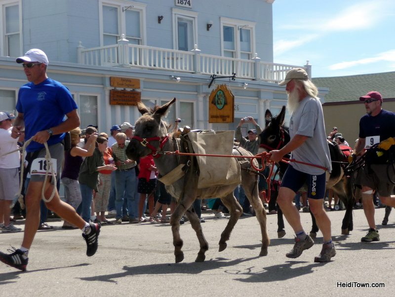 Covering Burro Days in Fairplay, CO in 2010. HeidiTown.com