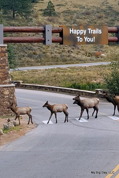 Featured Festival Fall Back Beer Fest 2017, elk crossing the road in Estes Park, photo by My Big Day, LLC