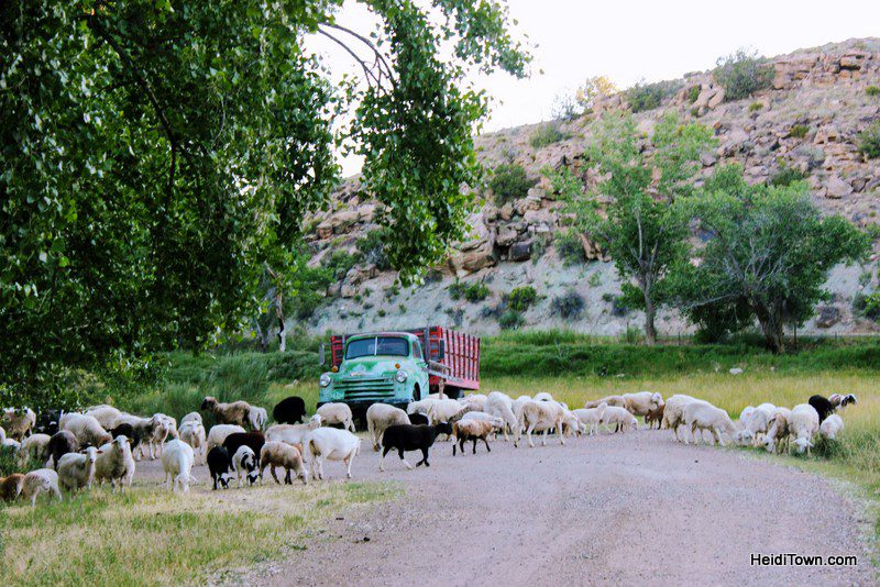 Canyon of the Ancients, sheep herd, HeidiTown.com (2)