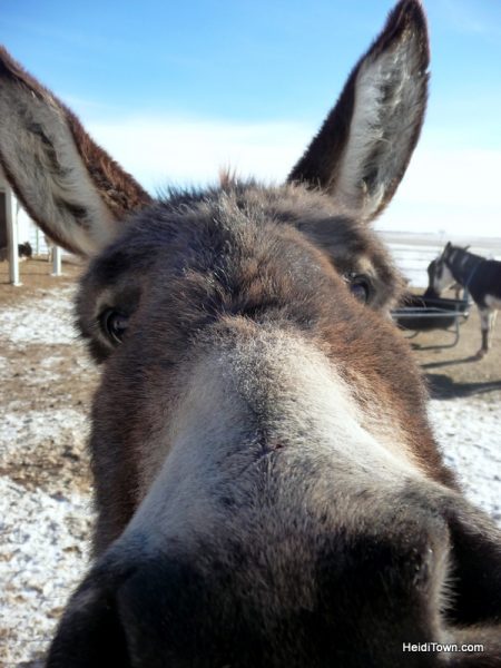 The Best Last Minutes Holiday Gifts in Colorado & Beyond, Longhopes Donkey Rescue donkey kiss