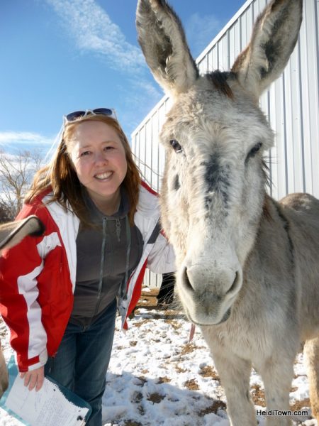 The Best Last Minutes Holiday Gifts in Colorado & Beyond, Longhopes Donkey Rescue